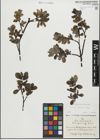 Foto von Salix glabra Scop.